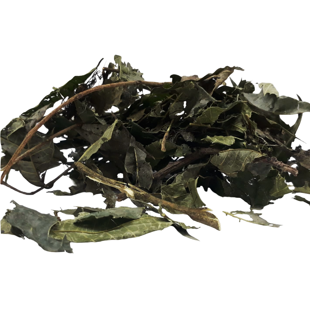 Espinheira Santa Comum